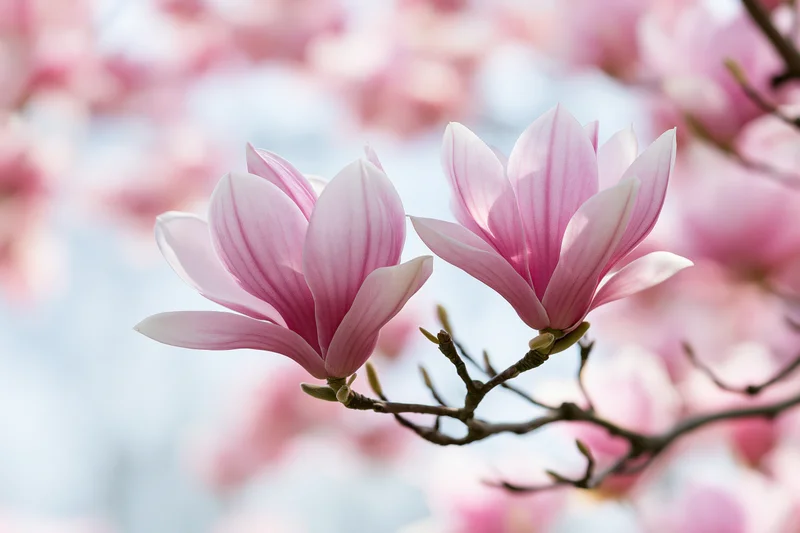 Two open magnolia blossoms on a bare branch against a soft blurred background of pink blooms and sky