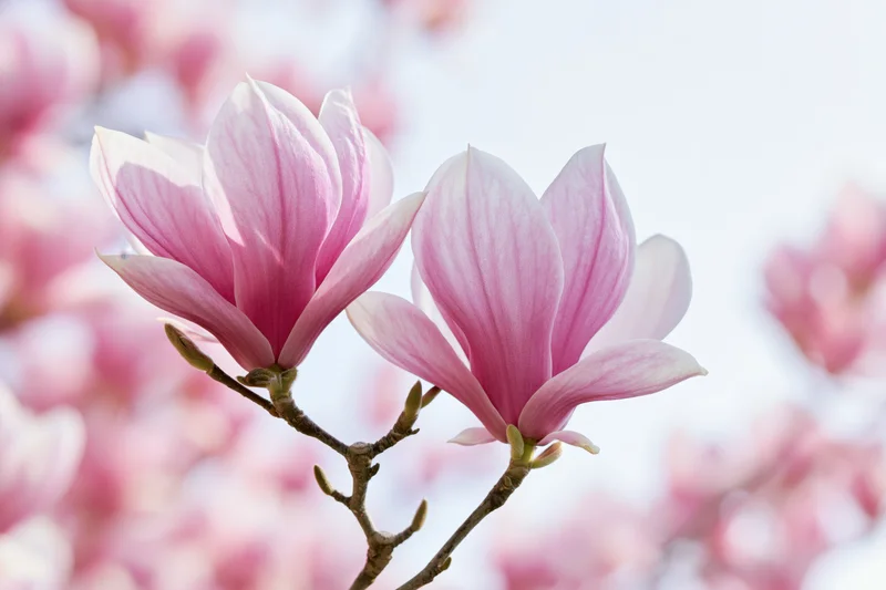 Two open magnolia blossoms on a bare branch with soft pink petals unfurled against a blurred floral background