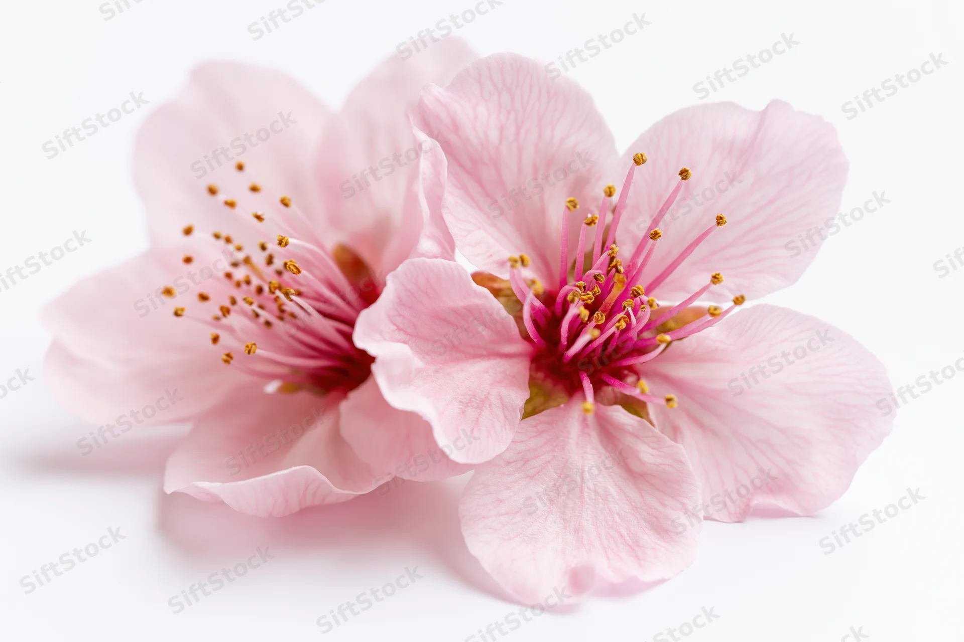Two peach blossom flowers with delicate pink petals and golden stamens on white background