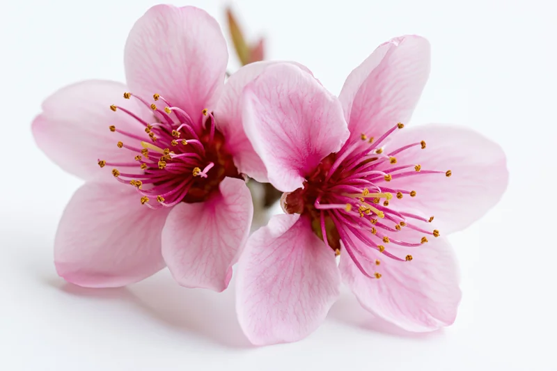 Two peach blossom flowers in bloom on a white background