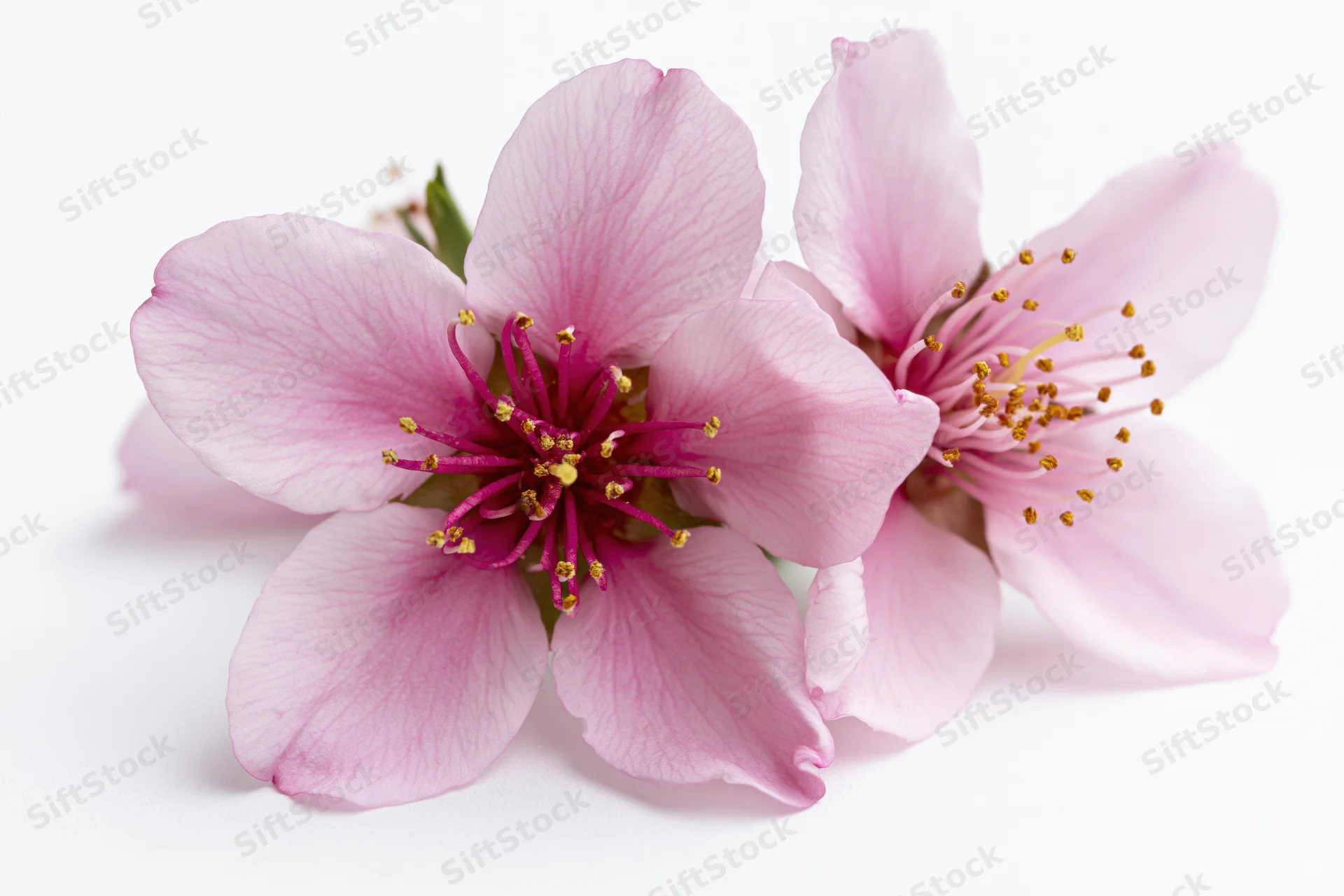 Two peach blossom flowers with delicate pink petals and golden stamens on white background