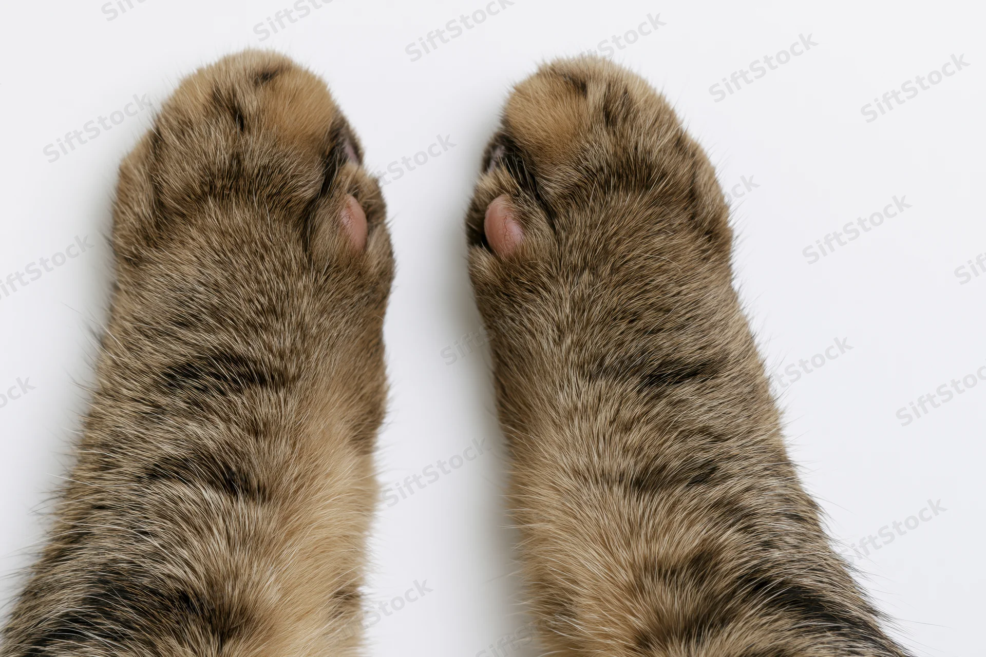 Two tabby cat paws viewed from above side by side on white background