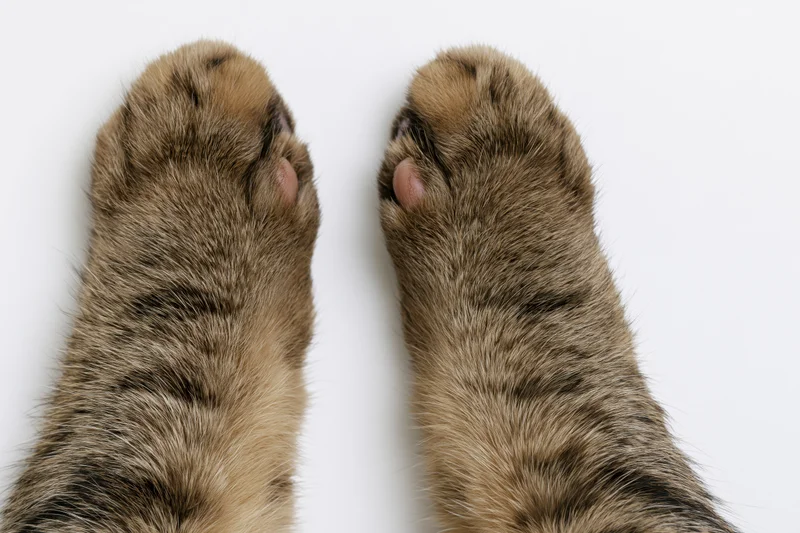 Two tabby cat paws viewed from above side by side on white background