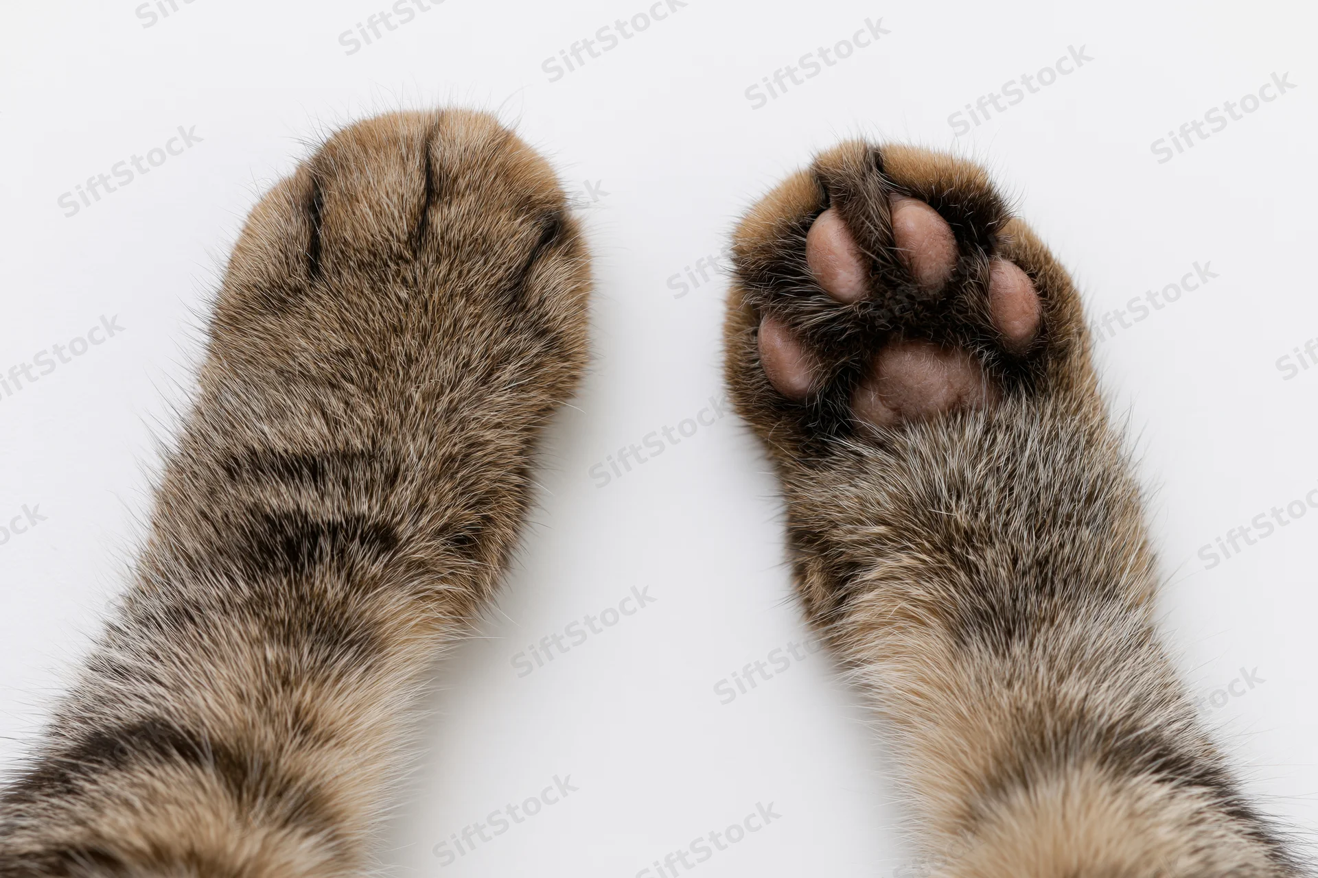Two tabby cat paws viewed from above side by side on white background