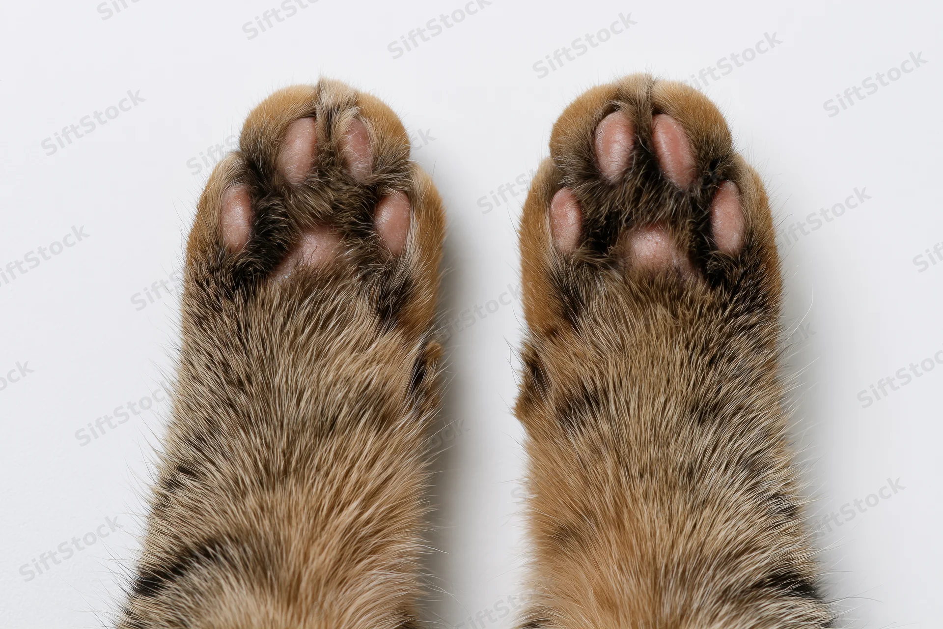 Two tabby cat paws viewed from above on white background