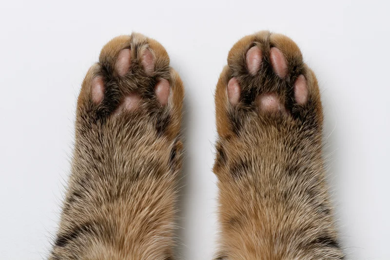Two tabby cat paws viewed from above on white background