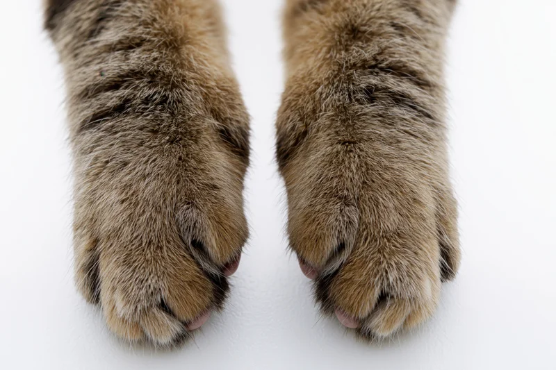 Two tabby cat front paws viewed from above on white background