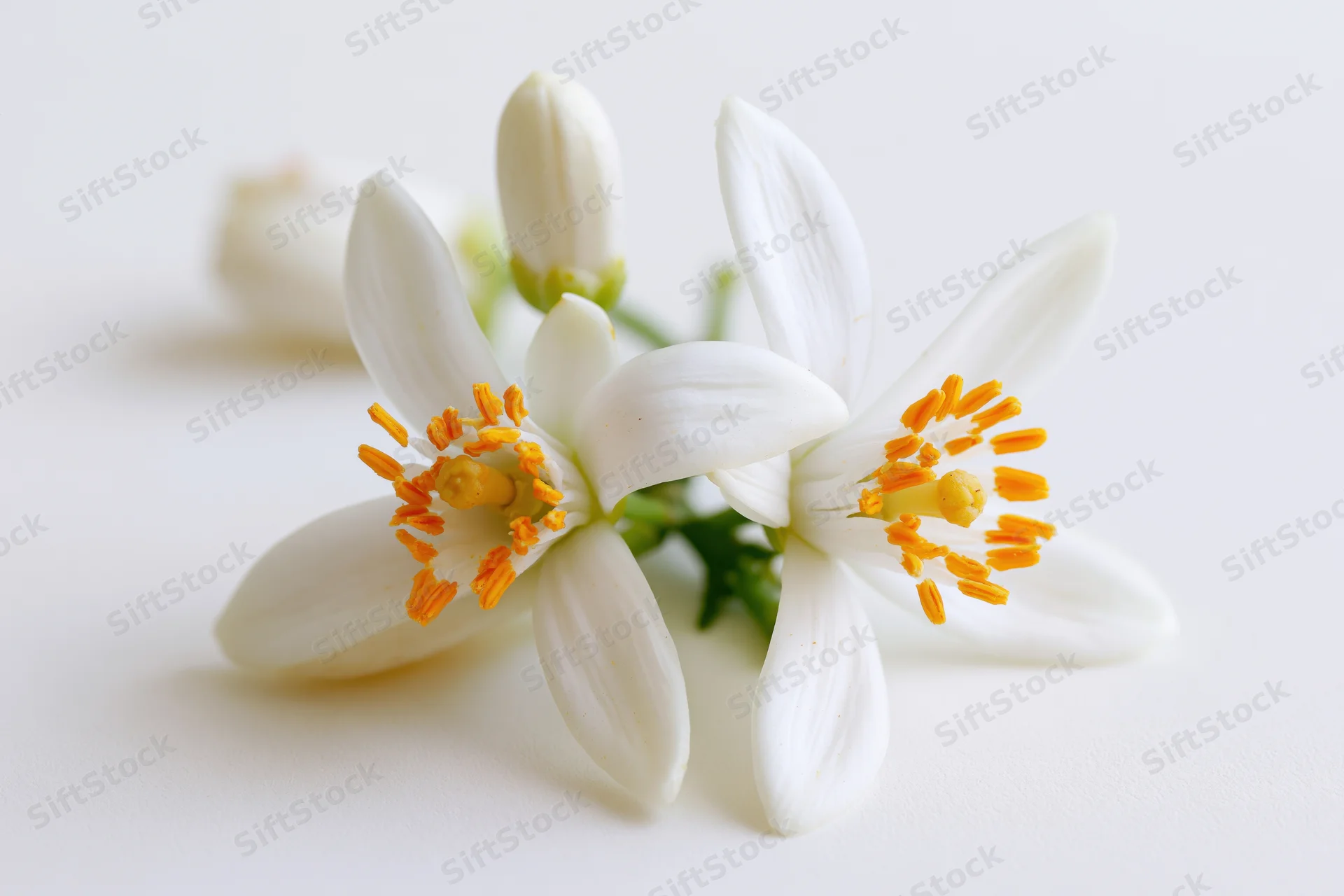 Two white orange blossom flowers with bright yellow stamens on a plain white surface