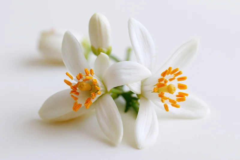 Two white orange blossom flowers with bright yellow stamens on a plain white surface