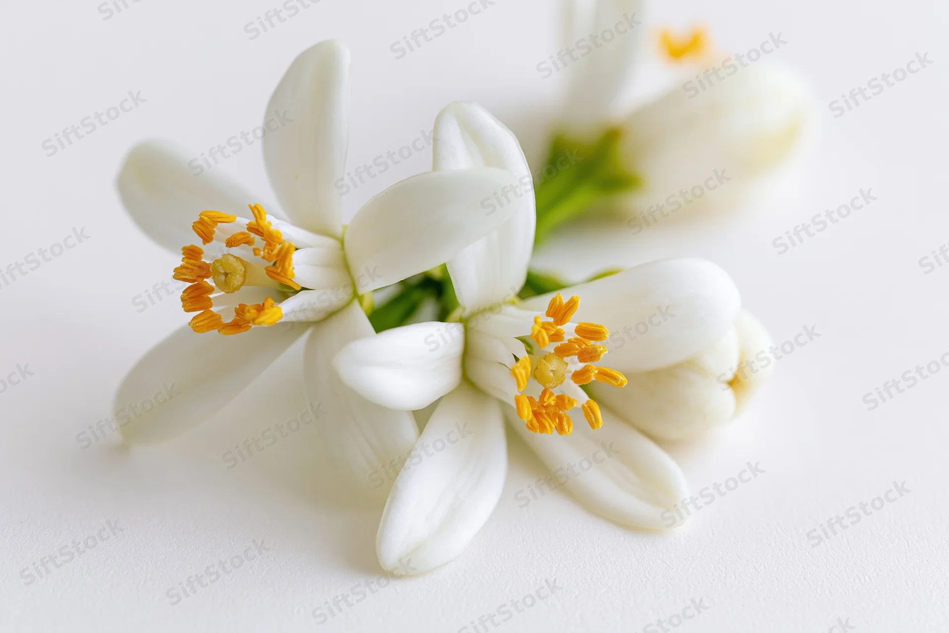 White orange blossom flowers with yellow stamens on a plain white surface