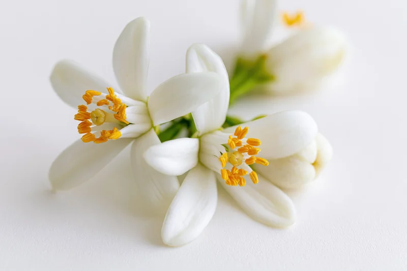 White orange blossom flowers with yellow stamens on a plain white surface