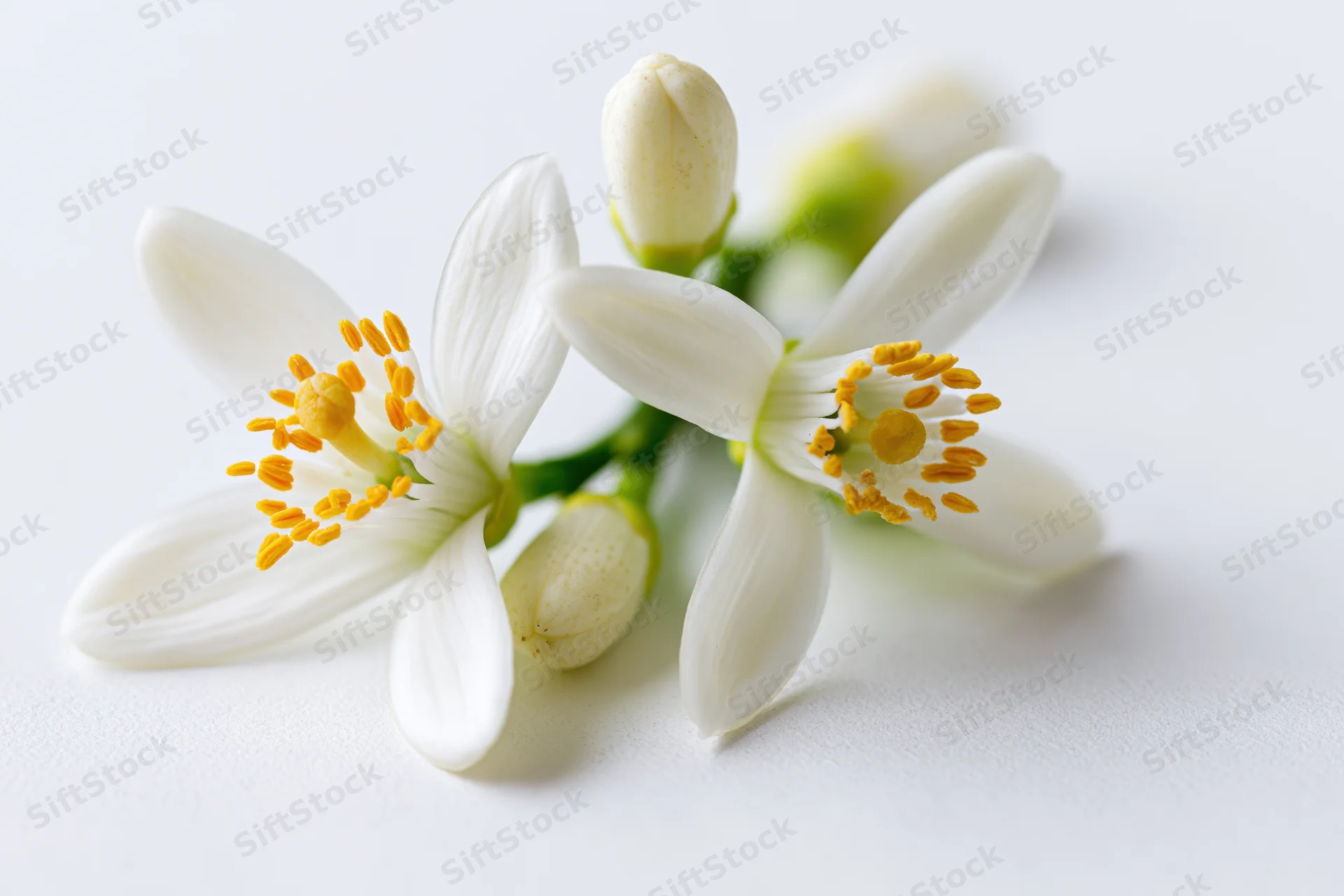 White orange blossom flowers with yellow stamens on a plain white surface