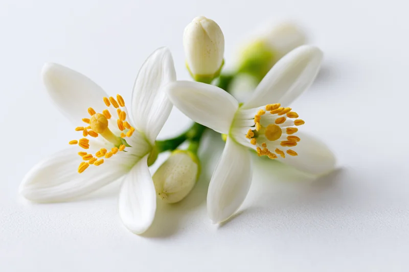 White orange blossom flowers with yellow stamens on a plain white surface