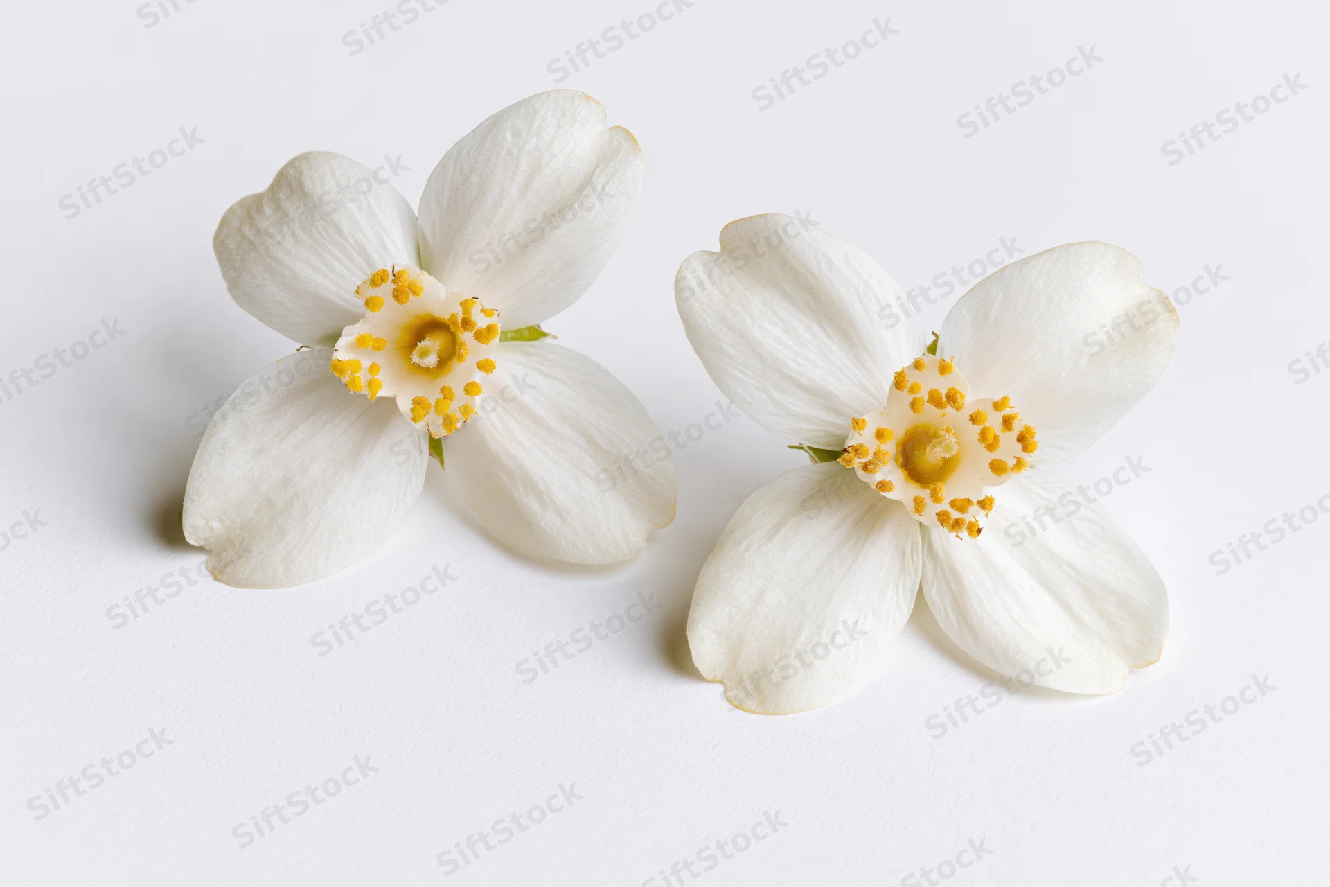 Two white orange blossom flowers with soft rounded petals lying on a white surface