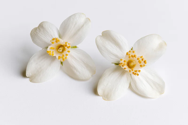 Two white orange blossom flowers with soft rounded petals lying on a white surface