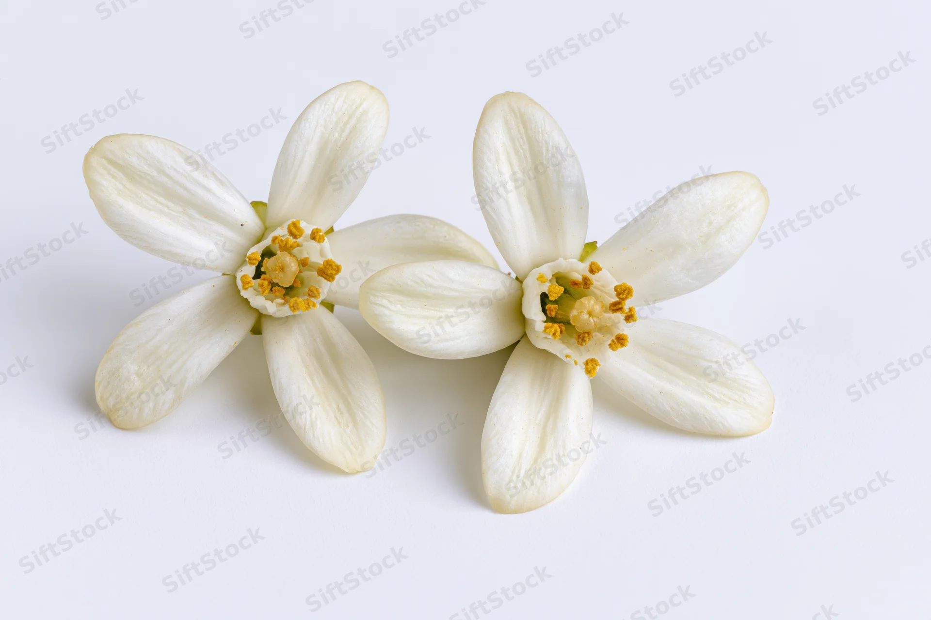 Two white orange blossom flowers with soft rounded petals arranged side by side on a plain white surface