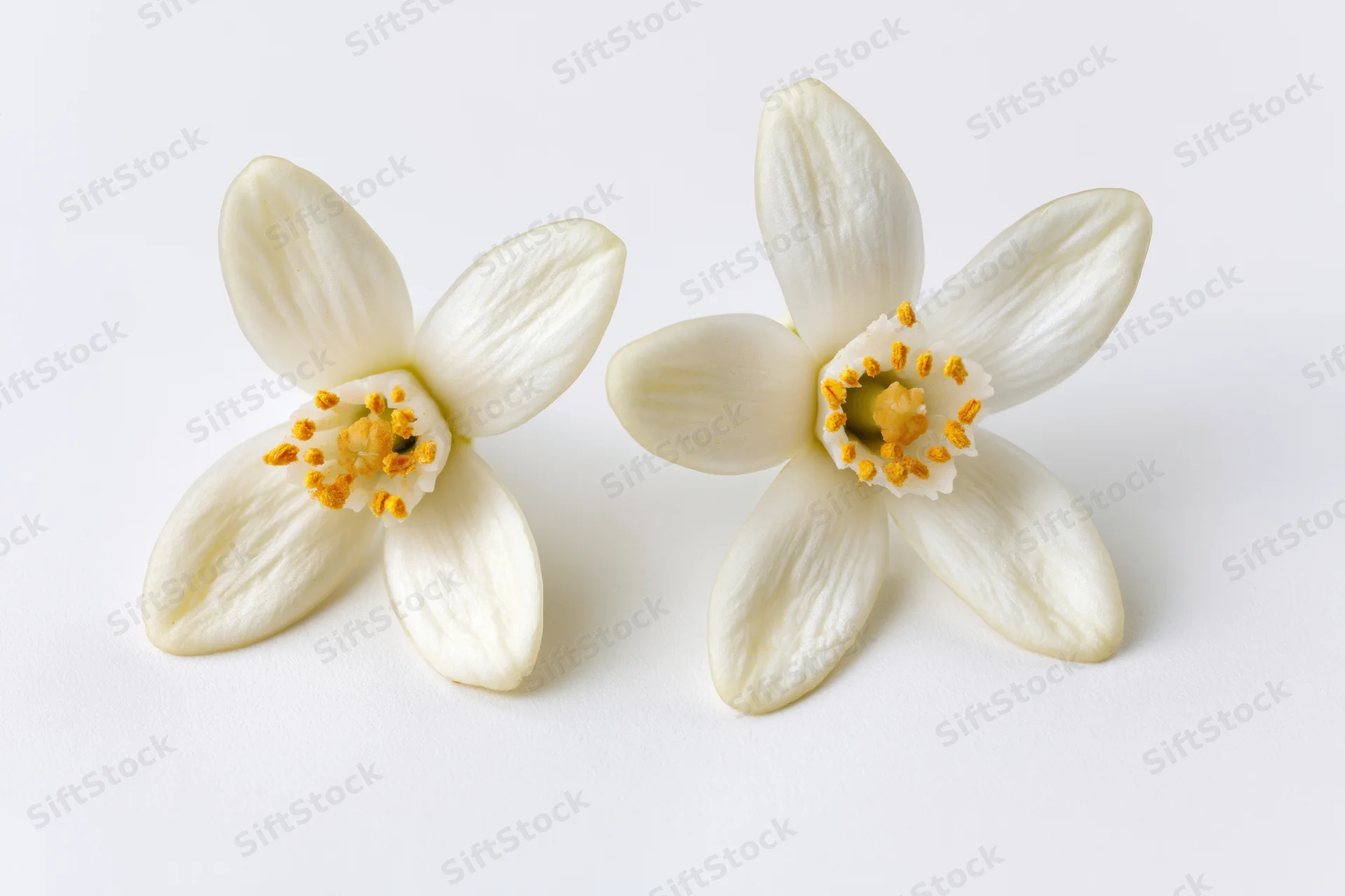 Two white orange blossom flowers with soft rounded petals arranged side by side on a plain white surface