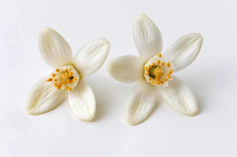 Two white orange blossom flowers with soft rounded petals arranged side by side on a plain white surface