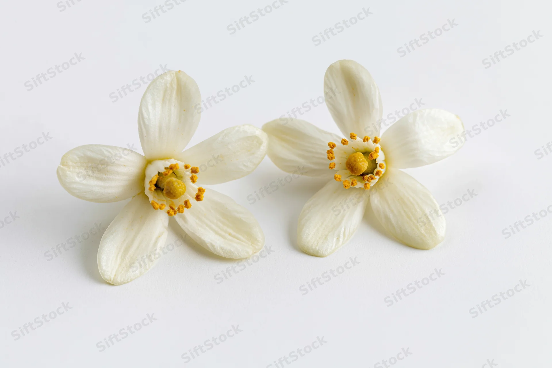 Two white orange blossom flowers with soft rounded petals on a plain white surface