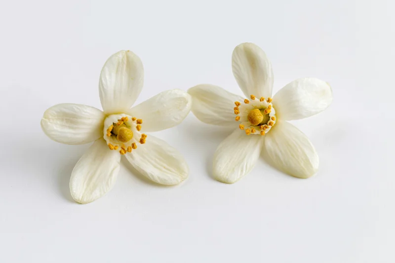 Two white orange blossom flowers with soft rounded petals on a plain white surface