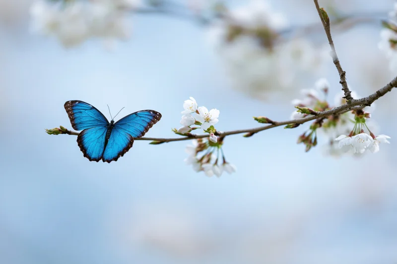 Blue morpho butterfly resting on a cherry blossom branch in spring