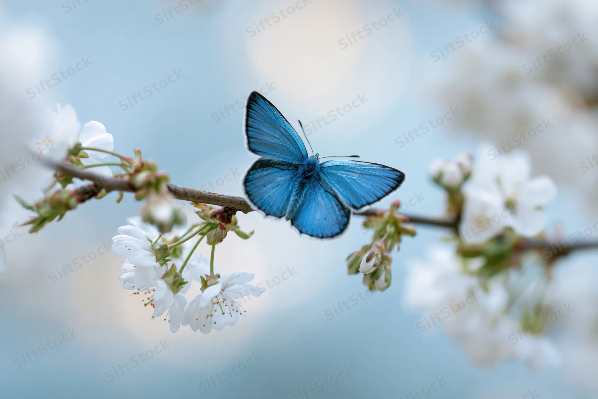 Blue morpho butterfly resting on a cherry blossom branch in spring