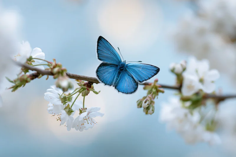 Blue morpho butterfly resting on a cherry blossom branch in spring