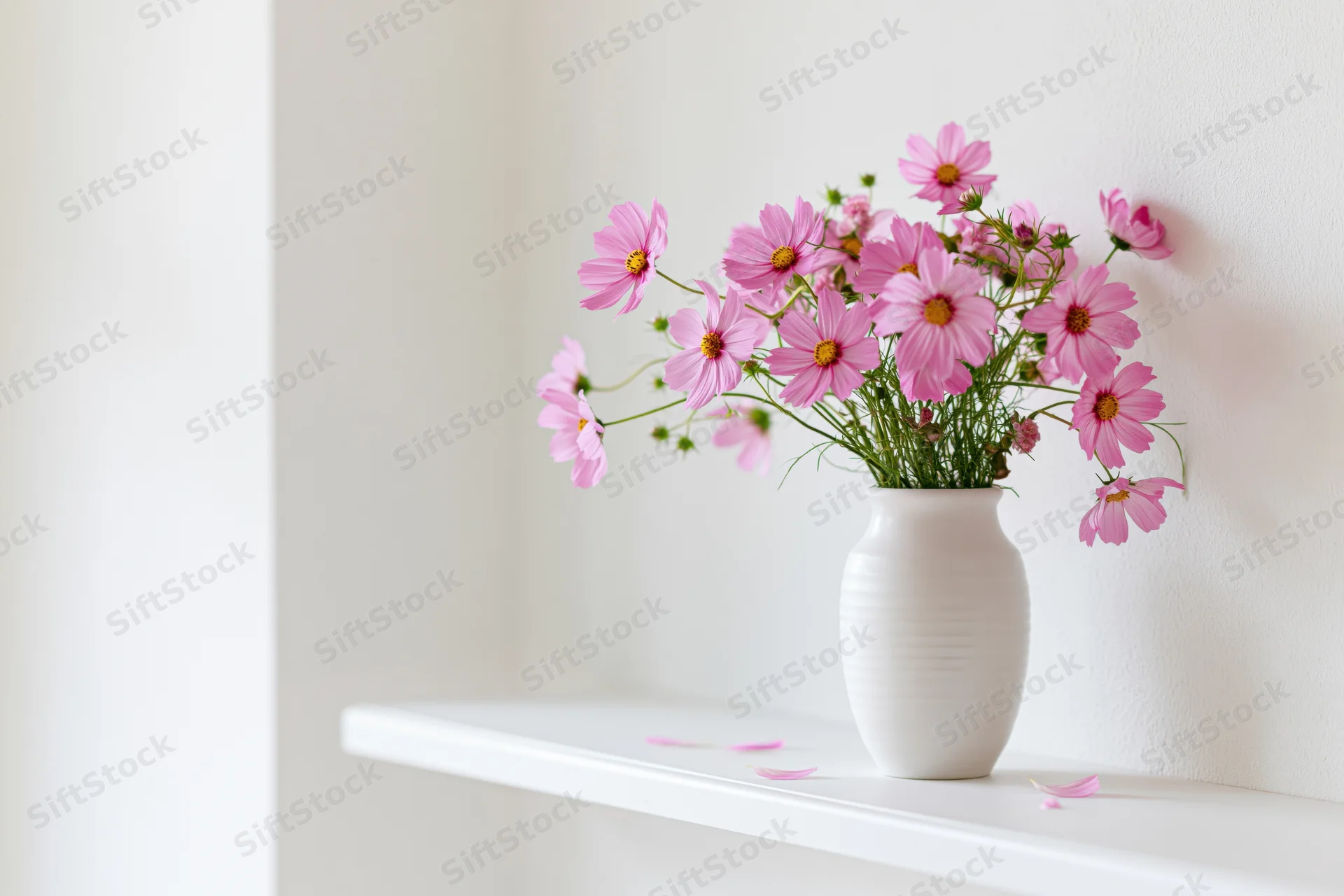 Pink cosmos flowers in a white ceramic vase on a shelf against a white wall