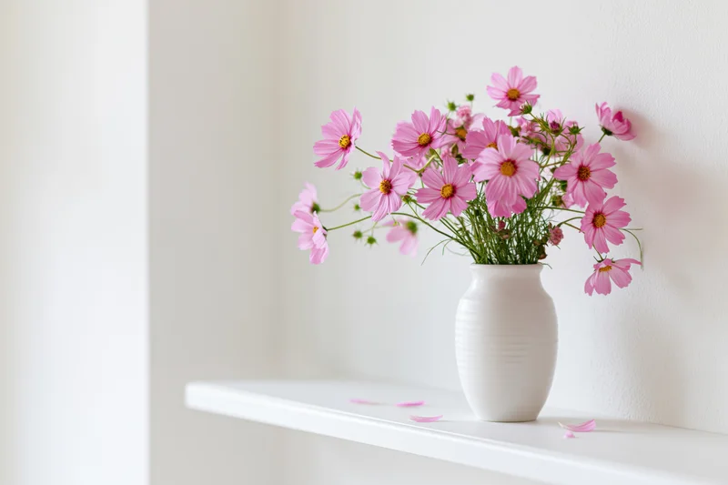 Pink cosmos flowers in a white ceramic vase on a shelf against a white wall