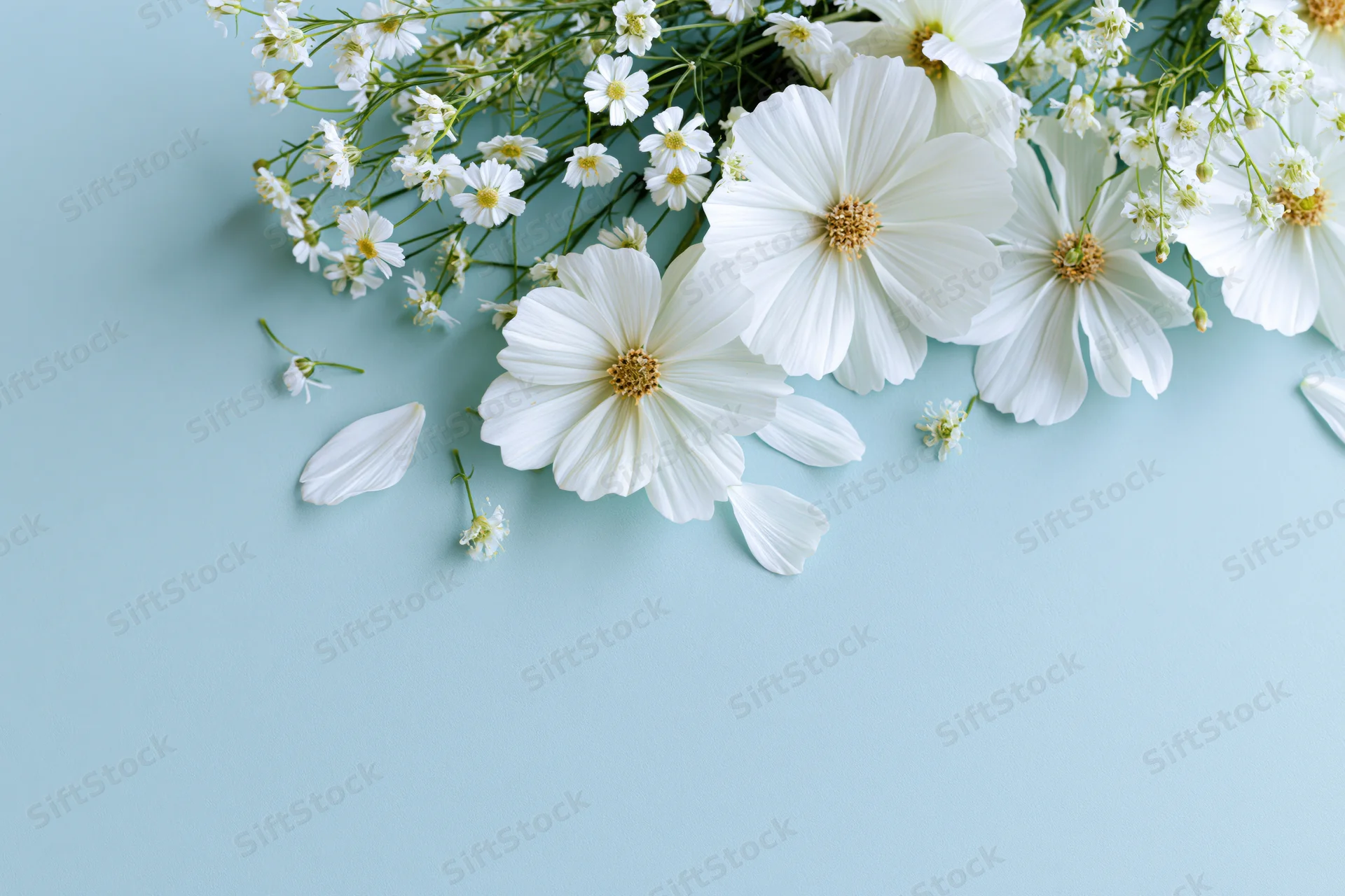 White cosmos flowers and wildflower sprigs arranged on a light blue surface with copyspace