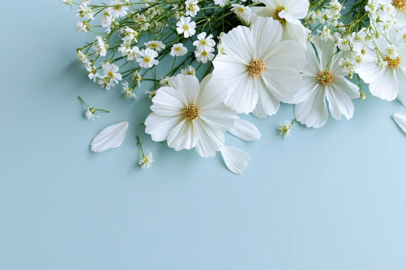White cosmos flowers and wildflower sprigs arranged on a light blue surface with copyspace