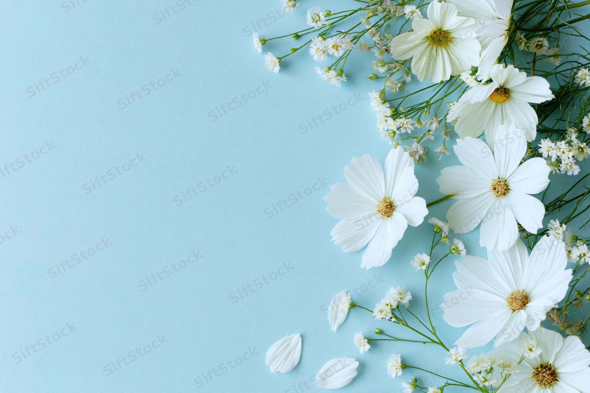 White cosmos flowers and wildflower sprigs arranged on a light blue background with copyspace