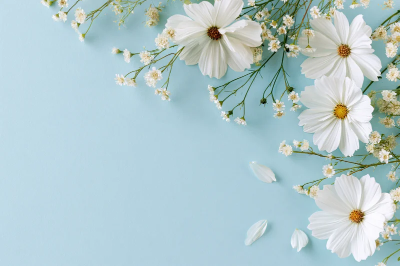 White cosmos flowers and wildflower sprigs arranged on a light blue background with copyspace