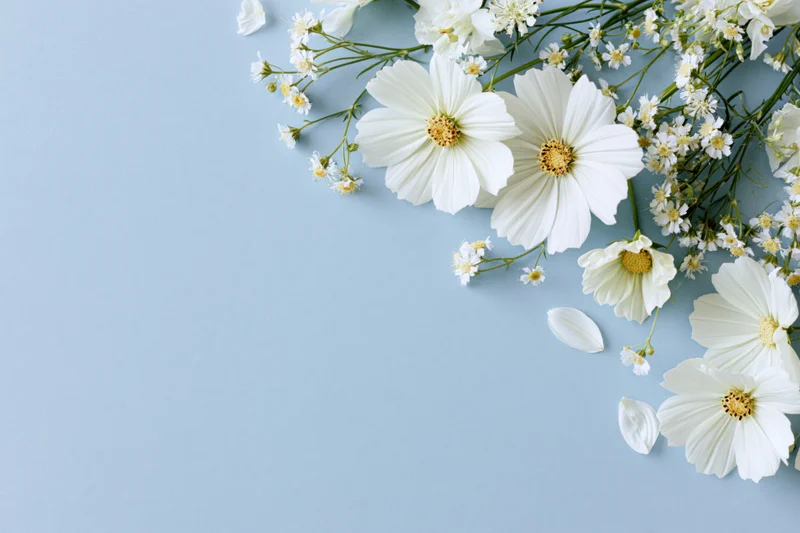 White cosmos flowers and wildflower sprigs arranged on a blue background in a flat lay composition