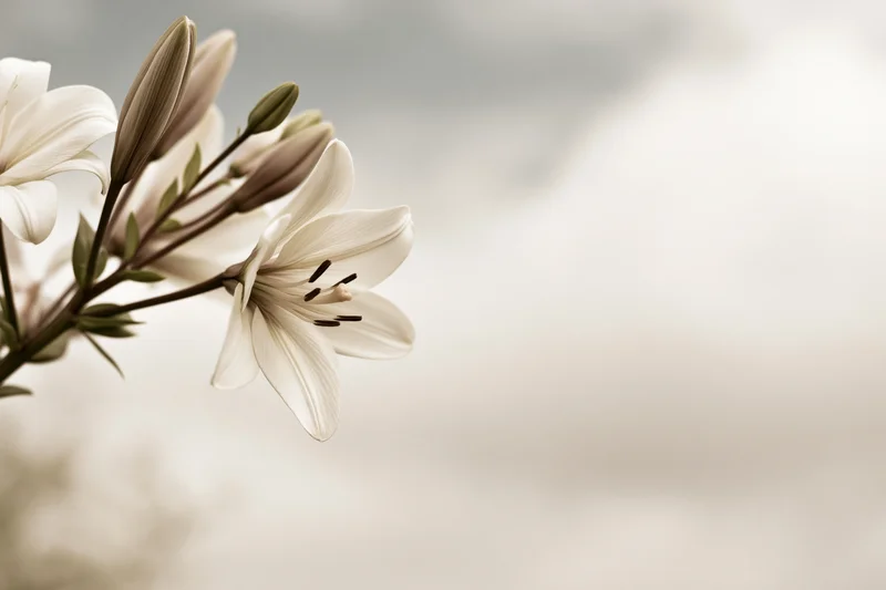 White lily blooms and buds on a single stem with soft blurred background