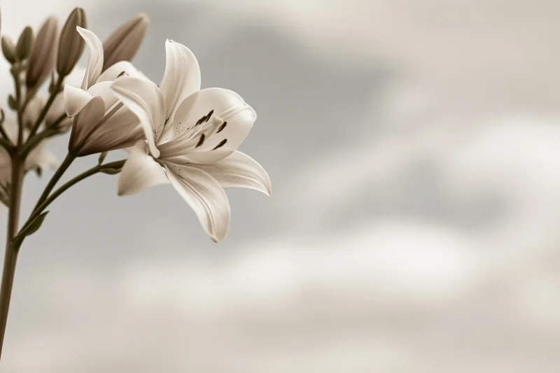 White lily bloom and buds on a single stem with soft sepia background