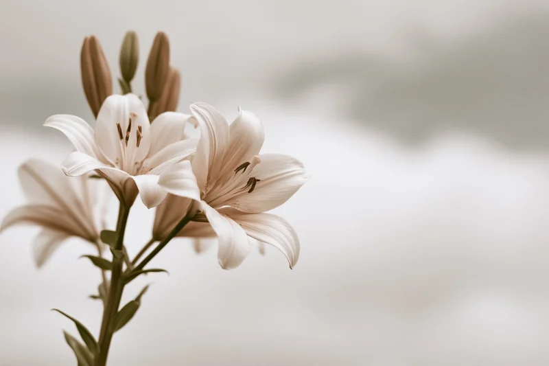 White lily blooms and buds on a single stem with soft background and copyspace