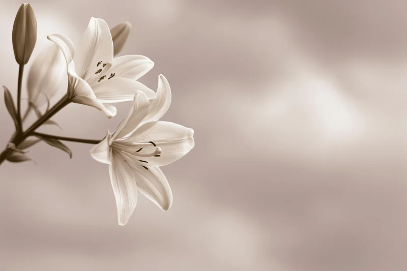 White lily blooms and buds on a single stem against a soft blurred background with copyspace