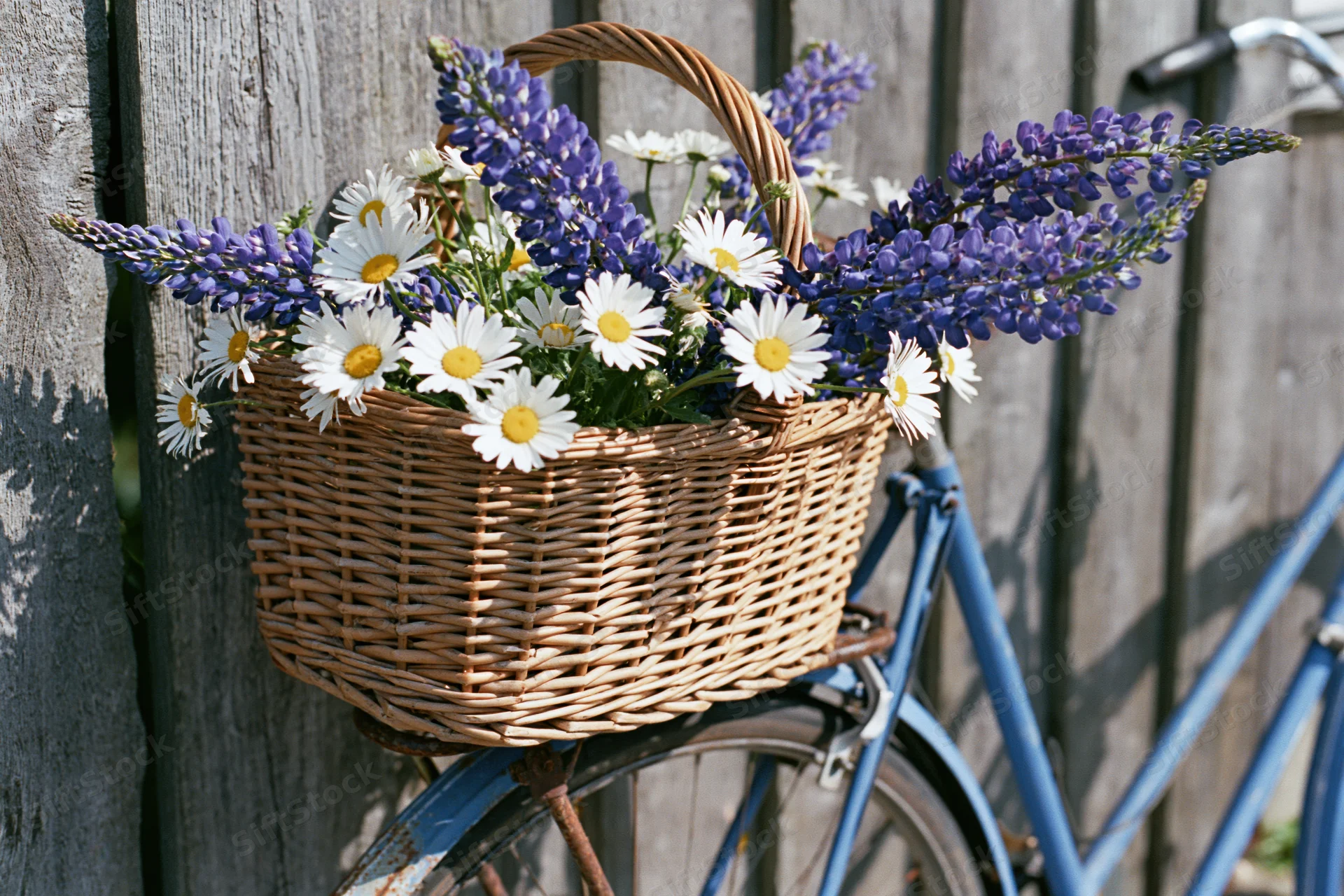 Wicker basket filled with daisies and lupine flowers on a blue bicycle handlebar against a wooden fence