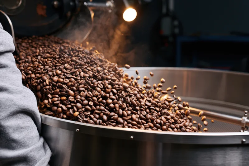 Worker operating commercial coffee roaster dumping freshly roasted beans into rotating drum
