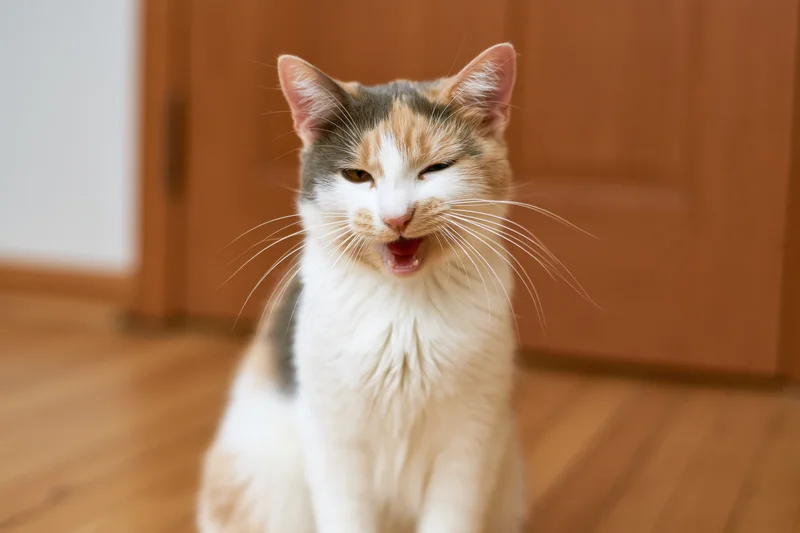Calico cat sitting on wooden floor mid-meow with mouth open