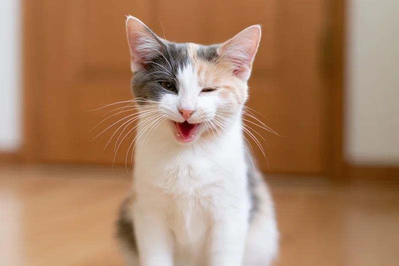 Calico kitten sitting on wooden floor mid-meow with mouth open