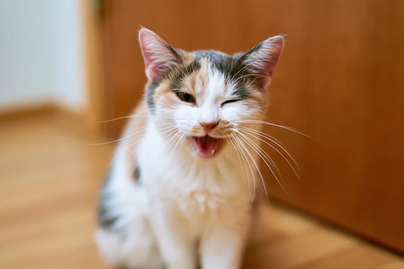Calico cat meowing with one eye closed while sitting on wooden floor indoors