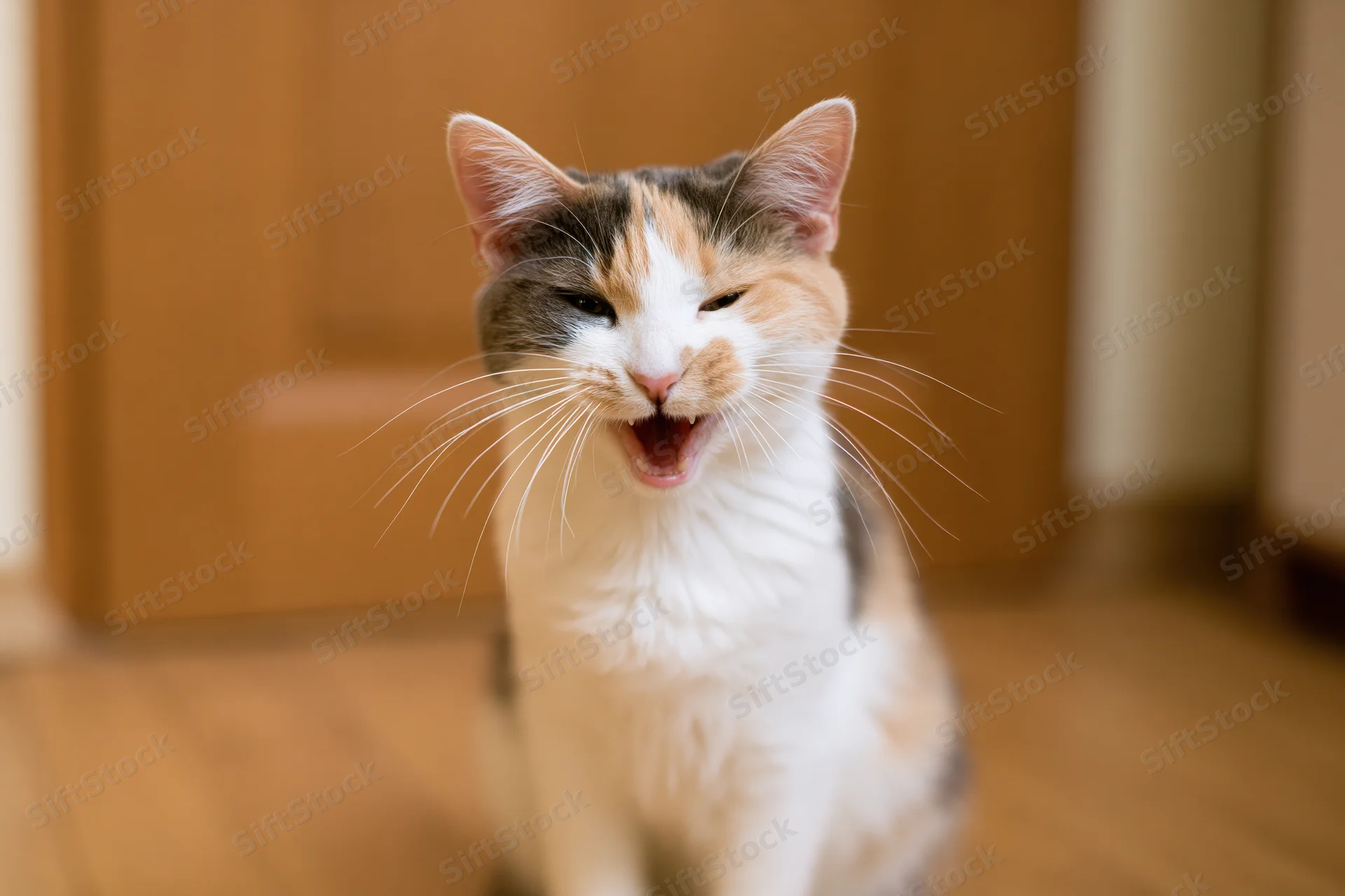 Young calico cat sitting on wooden floor mid-meow with mouth open