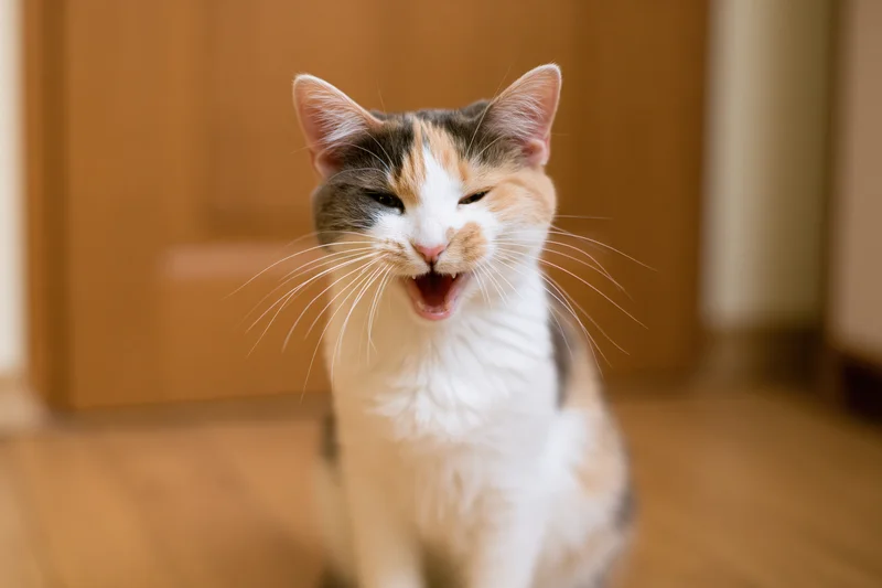 Young calico cat sitting on wooden floor mid-meow with mouth open