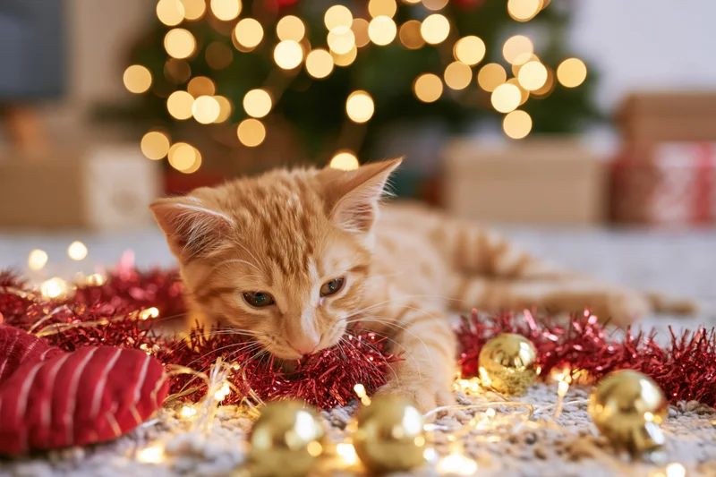 Orange tabby kitten lying on soft rug among red tinsel and gold ornaments with blurred christmas tree lights in background
