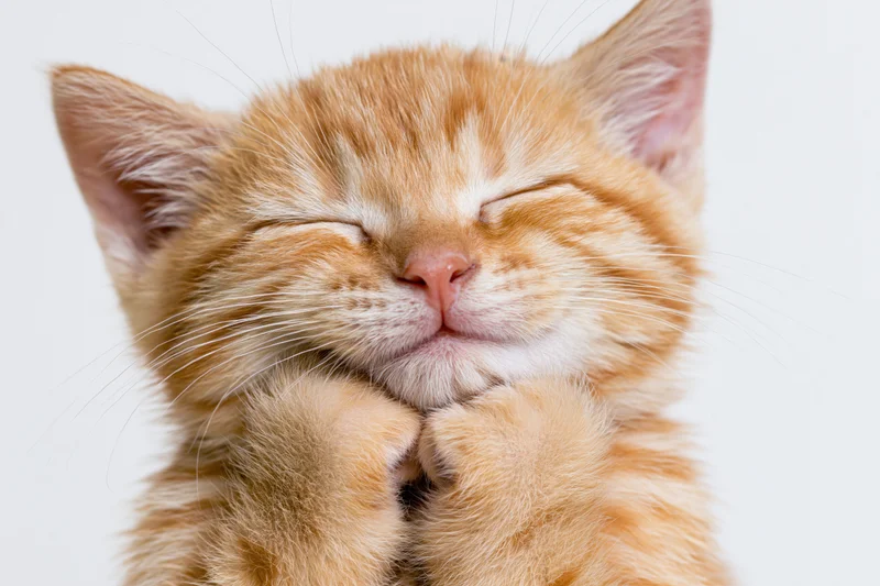 Orange tabby kitten sleeping with paws raised against white background