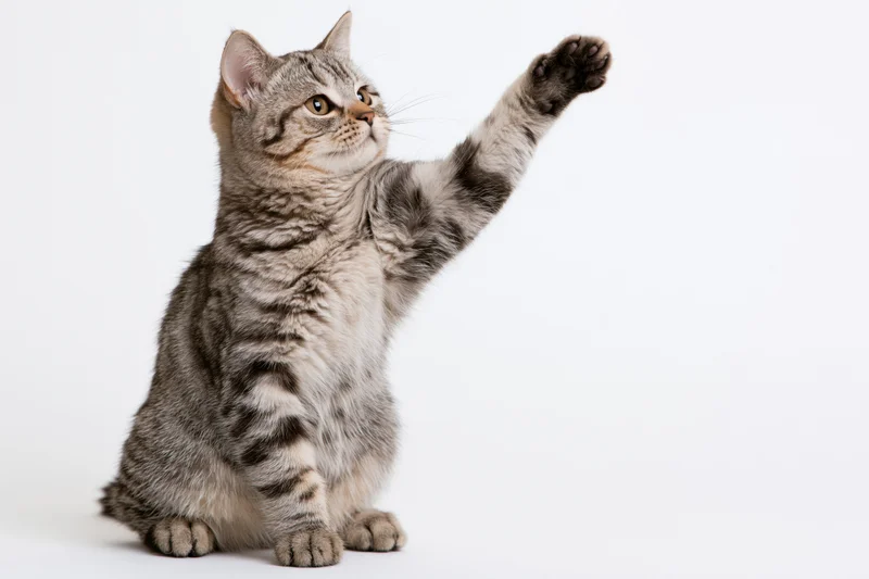 Tabby kitten sitting upright with one front paw raised against white background