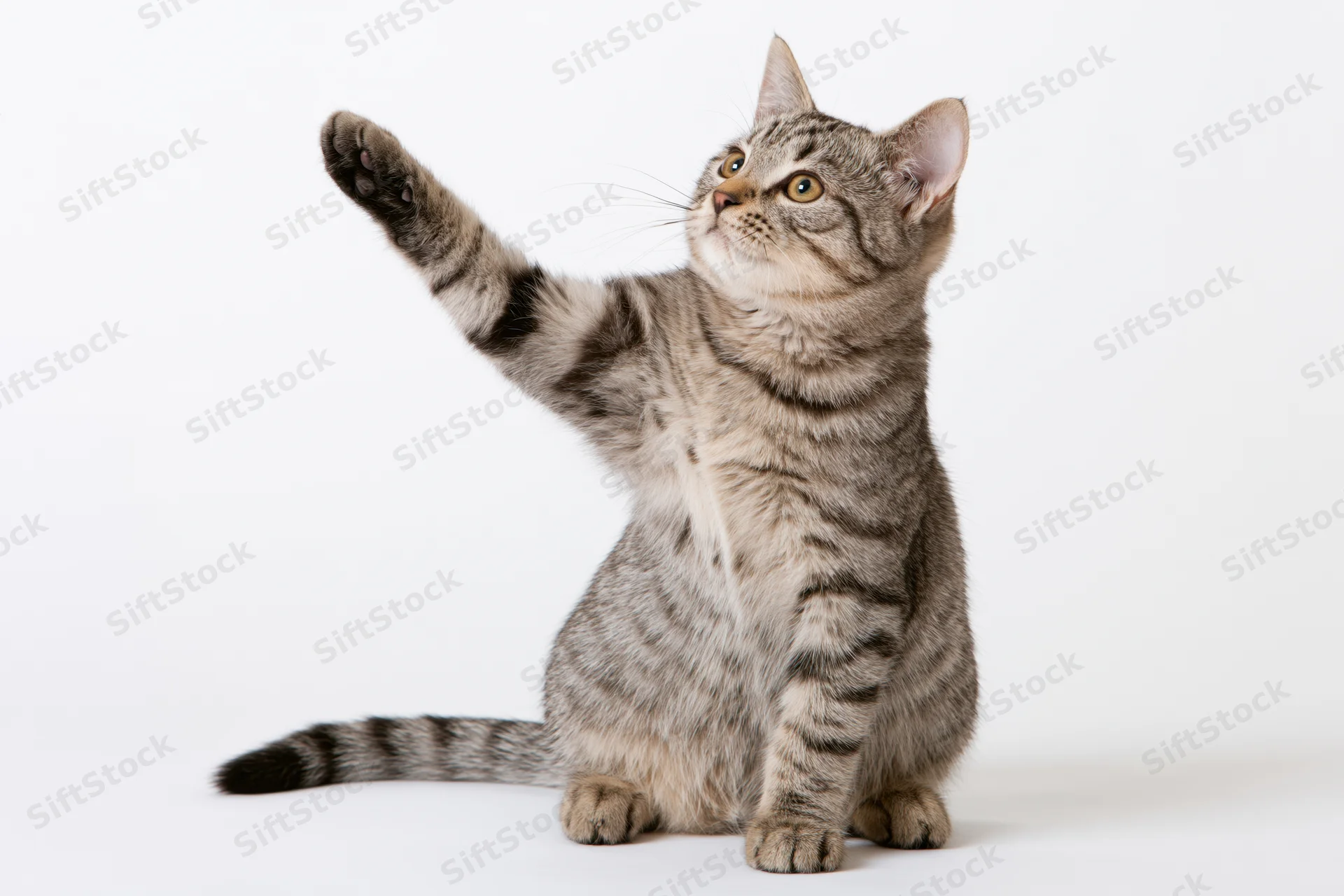 Tabby kitten sitting upright with one front paw raised against white background