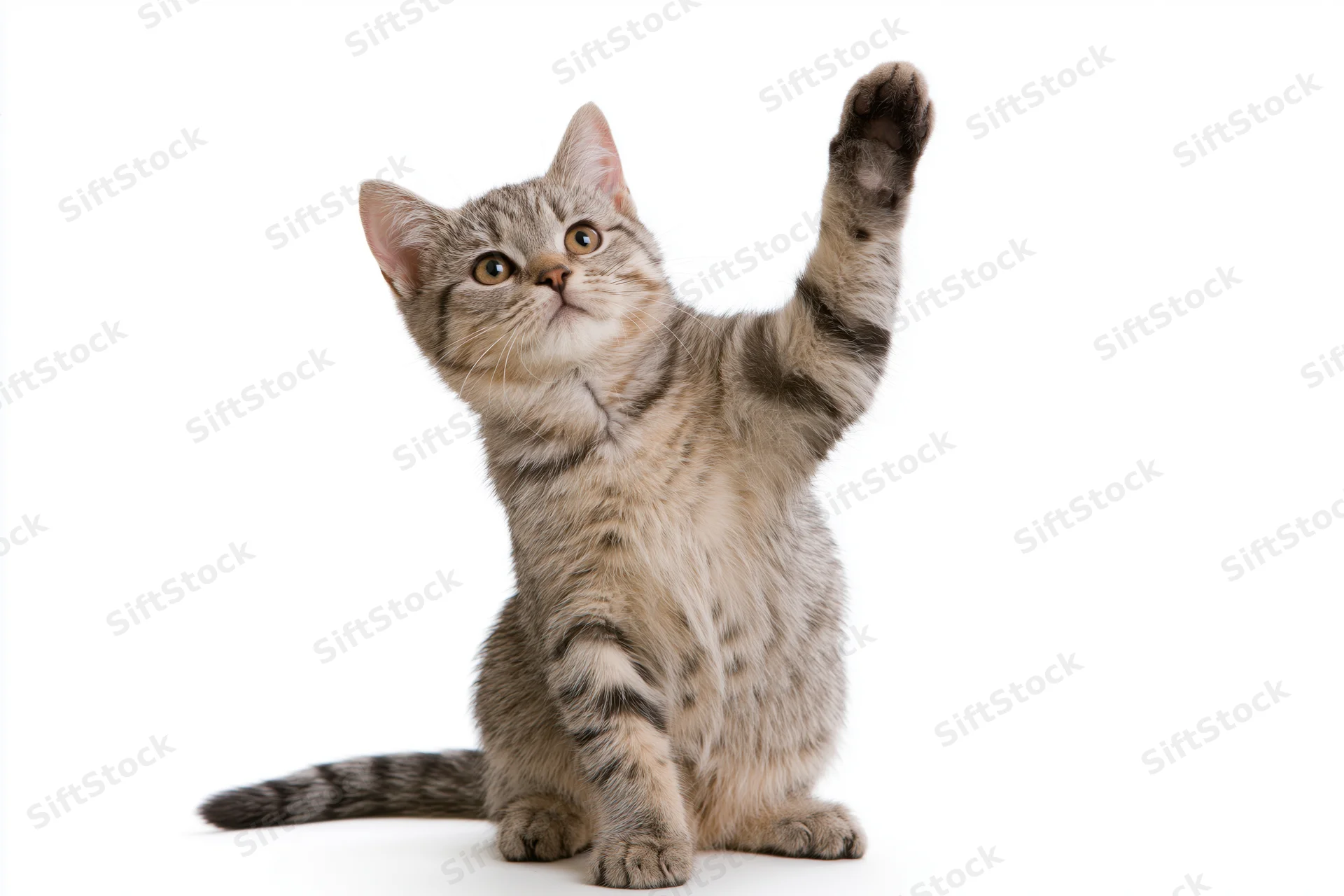 Young tabby kitten sitting upright with one front paw raised against white background